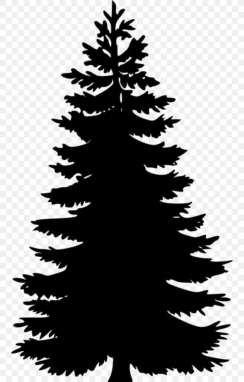 Eastern White Pine Tree Clip Art, PNG, 744x1280px, Pine, Art, Black And White, Black Pine, Branch Download Free