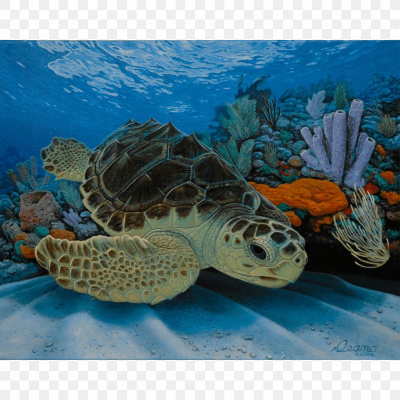 Loggerhead Sea Turtle Pond Turtles Hawksbill Sea Turtle, PNG, 1000x1000px, Loggerhead Sea Turtle, Canvas Print, Caretta, Coral Reef, Coral Reef Fish Download Free