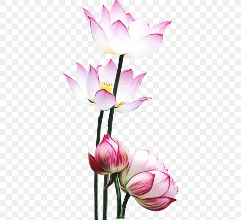 Lotus, PNG, 396x749px, Watercolor, Aquatic Plant, Cut Flowers, Flower, Flowering Plant Download Free