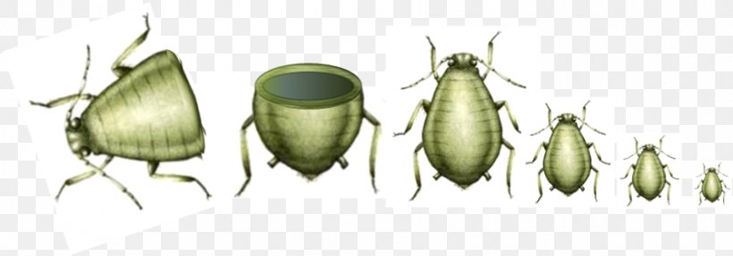 Telescoping Generations Aphid Parthenogenesis Paedogenesis Reproduction, PNG, 894x313px, Aphid, Artwork, Beetle, Cloning, Commodity Download Free