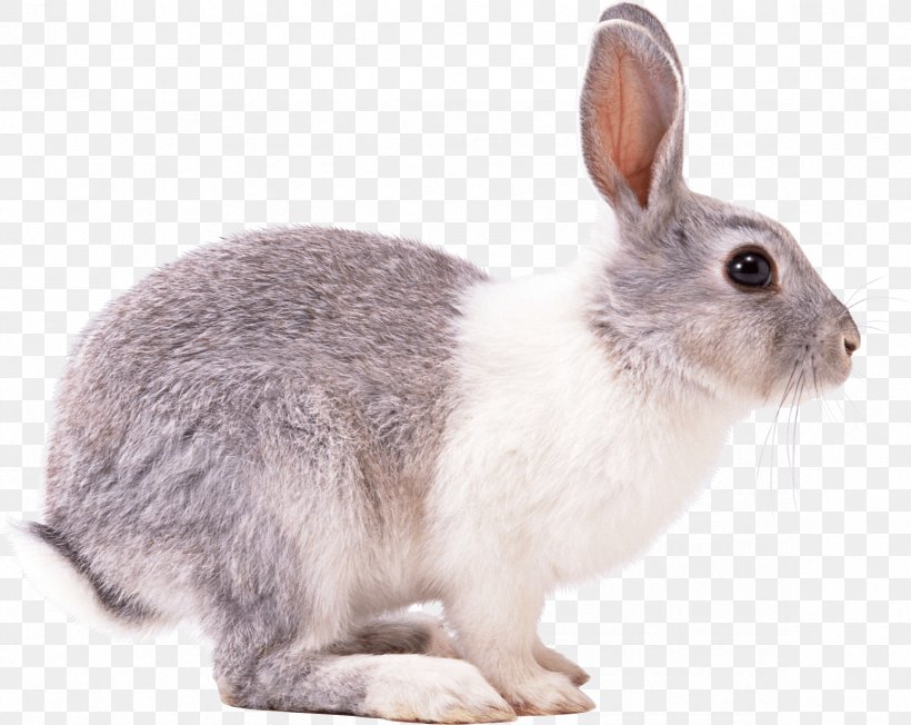 Easter Bunny Hare European Rabbit Domestic Rabbit Squirrel, PNG, 2366x1884px, Easter Bunny, Domestic Rabbit, European Rabbit, Fauna, Hare Download Free