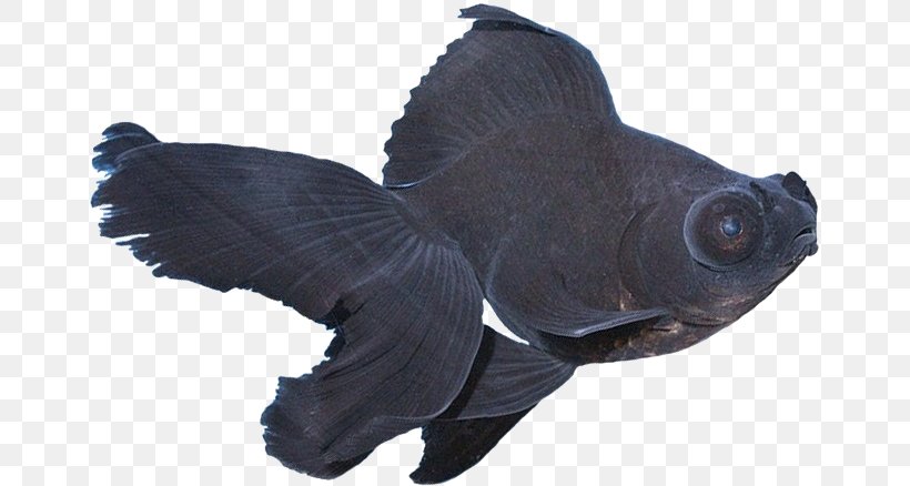 Black Telescope Ornamental Fish Anubias Barteri, PNG, 659x438px, Telescope, Anubias, Anubias Barteri, Aquarium, Black Telescope Download Free