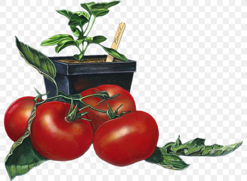 Bush Tomato Mamma DiSalvo's Tomato Juice Sun-dried Tomato, PNG, 795x600px, Bush Tomato, Basil, Cherry Tomato, Diet Food, Food Download Free