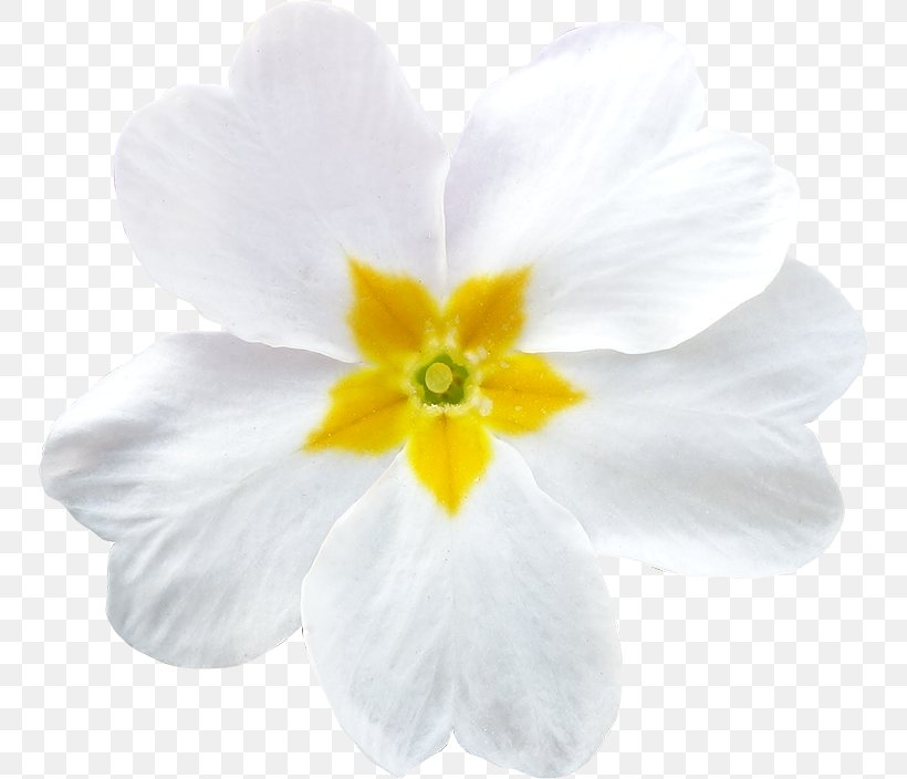 Clip Art Image Primrose Photograph, PNG, 750x704px, Primrose, Clipping Path, Cut Flowers, Flower, Flowering Plant Download Free