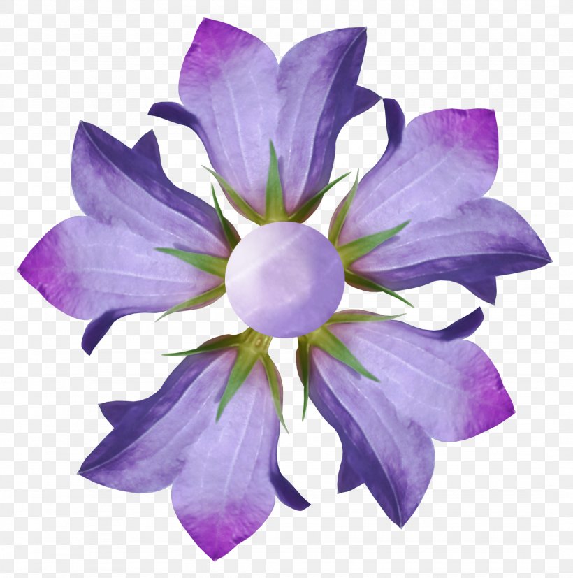 Flower Photography Purple Blue Petal, PNG, 2152x2171px, Flower, Bellflower, Bellflower Family, Black And White, Blue Download Free