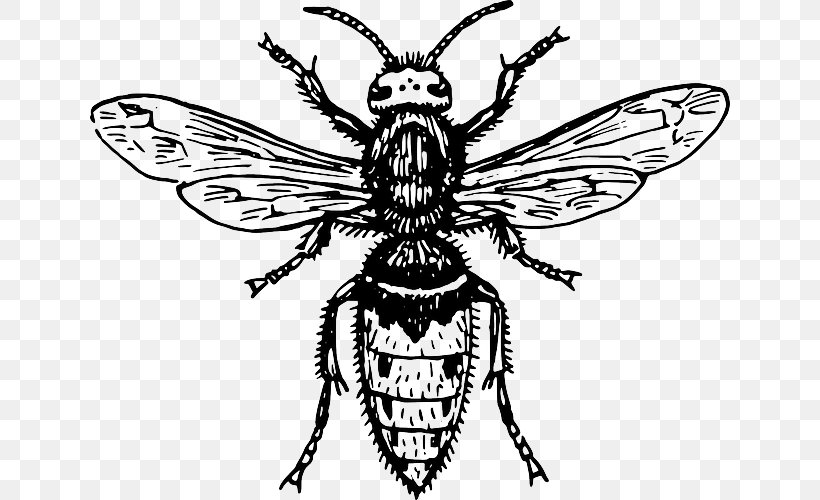 Hornet Characteristics Of Common Wasps And Bees Characteristics Of Common Wasps And Bees Tattoo, PNG, 640x500px, Hornet, Arthropod, Artwork, Bee, Beehive Download Free