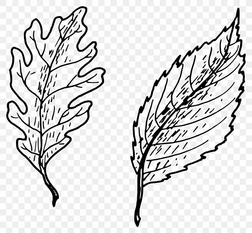 Leaf Drawing Clip Art, PNG, 2400x2218px, Leaf, Artwork, Autumn Leaf Color, Black And White, Branch Download Free