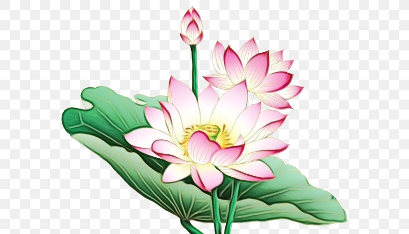 Nymphaea Nelumbo Flower Clip Art Painting, PNG, 600x470px, Nymphaea Nelumbo, Aquatic Plant, Art, Botany, Cut Flowers Download Free
