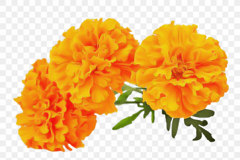 Orange, PNG, 1000x668px, Tagetes, Carnation, Cut Flowers, English Marigold, Flower Download Free