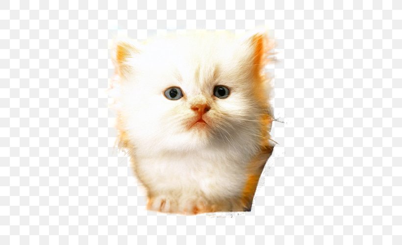 Ragamuffin Cat Minuet Cat Whiskers Domestic Long-haired Cat Domestic Short-haired Cat, PNG, 500x500px, Ragamuffin Cat, Asian Semi Longhair, British Semi Longhair, Carnivoran, Cat Download Free