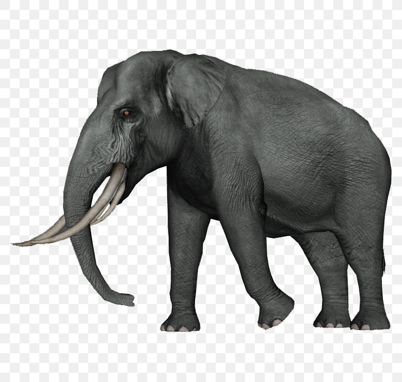 Asian Elephant Zoo Tycoon 2 Dwarf Elephant Straight-tusked Elephant, PNG, 779x779px, Elephant, African Elephant, African Forest Elephant, Anancus, Asian Elephant Download Free