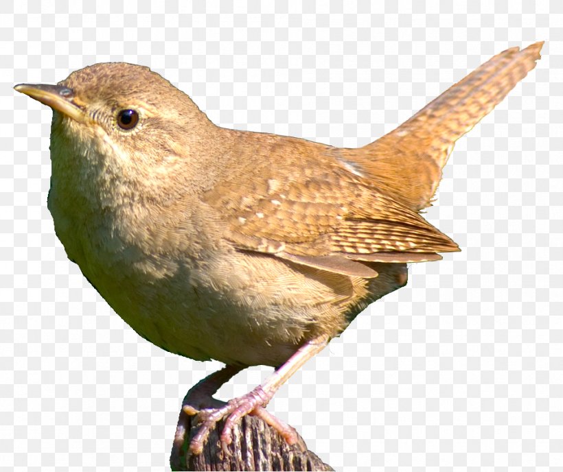 Bird Food Aviary Beak Feather, PNG, 951x798px, Bird, Aviary, Beak, Bird Food, Cage Download Free