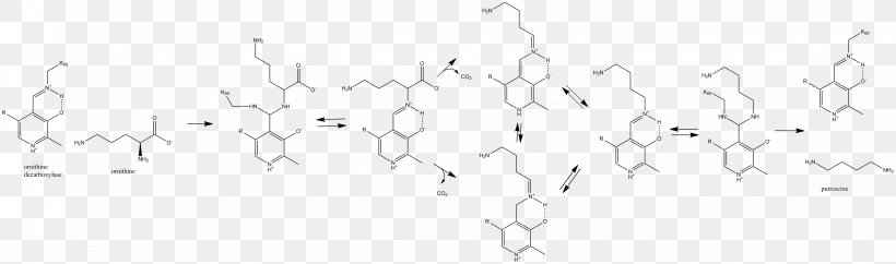 Epipodophyllotoxin Ornithine Decarboxylase Decarboxylation, PNG, 3373x998px, Epipodophyllotoxin, Black, Black And White, Branch, Chemistry Download Free