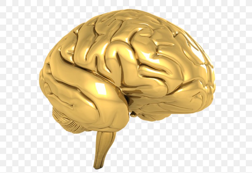 Human Brain Gold Cognitive Training Hidden Eye, PNG, 600x562px, Watercolor, Cartoon, Flower, Frame, Heart Download Free