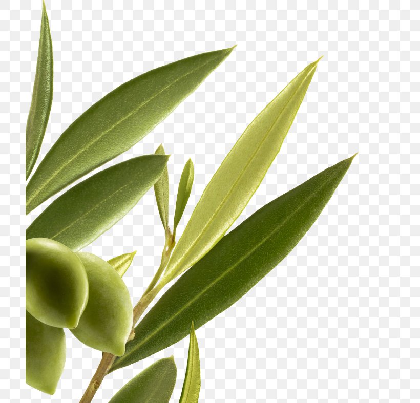 Capelli Botany Plant Herbalism Al-Habash, PNG, 720x787px, Capelli, Botany, France, French, Herbalism Download Free