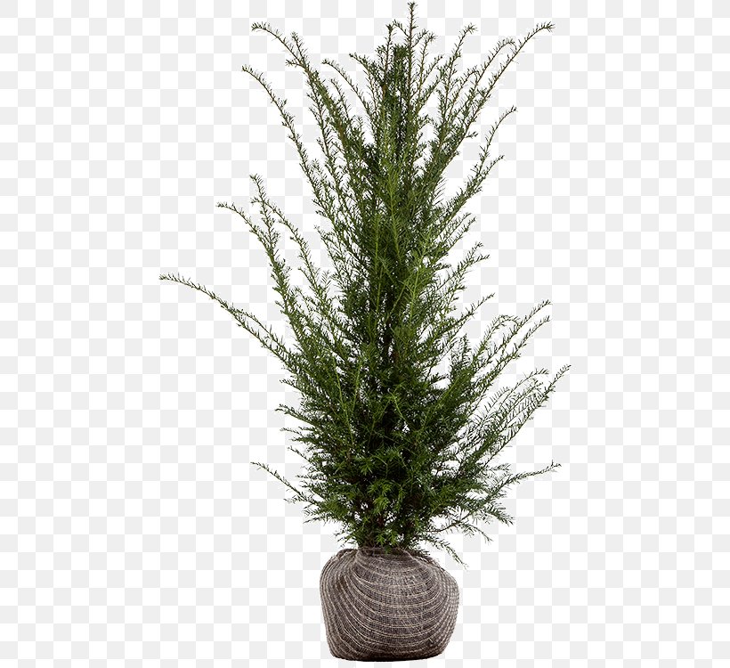 English Yew Evergreen Spruce Fir Shrub, PNG, 464x750px, English Yew, Branch, Burkwood Osmanthus, Centimeter, Conifer Download Free