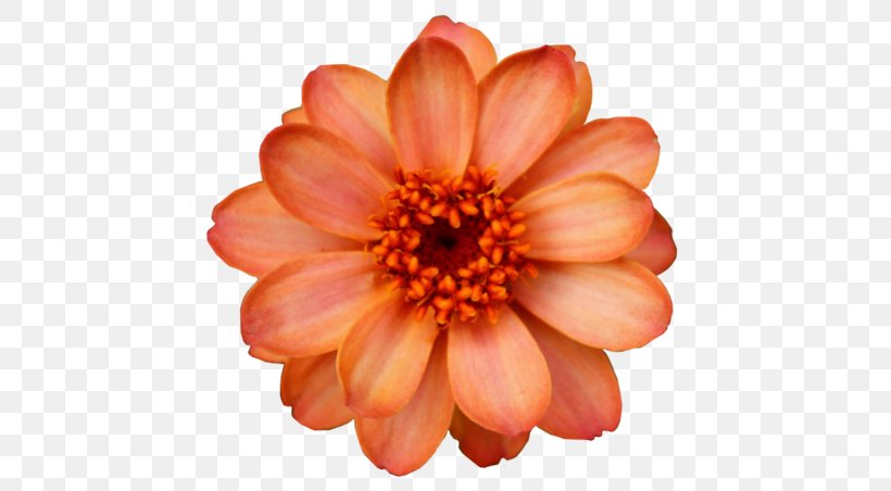 Flower Orange Blossom Clip Art, PNG, 500x452px, Flower, Annual Plant, Azalea, Chrysanths, Color Download Free