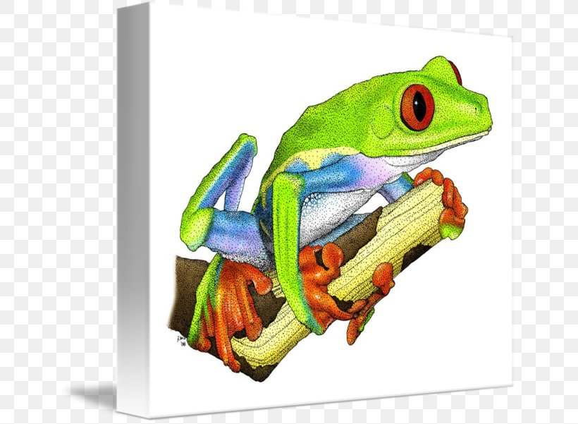 Red-eyed Tree Frog Drawing Australian Green Tree Frog, PNG, 650x601px, Frog, Agalychnis, American Green Tree Frog, Amphibian, Animal Download Free
