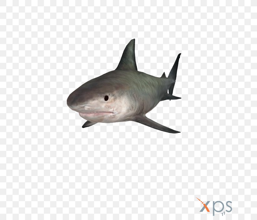 Tiger Shark Great White Shark Grand Theft Auto V Lamniformes Requiem Sharks, PNG, 700x700px, 3d Modeling, Tiger Shark, Animal, Car, Carcharhiniformes Download Free