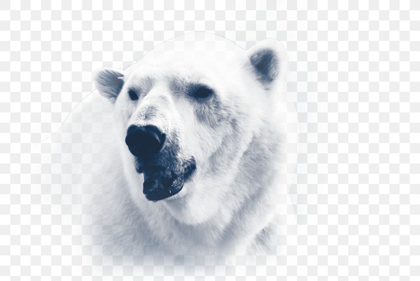 Polar Bear Iorek Byrnison Arctic Polar Regions Of Earth, PNG, 803x550px, Polar Bear, Animal, Arctic, Bear, Carnivoran Download Free