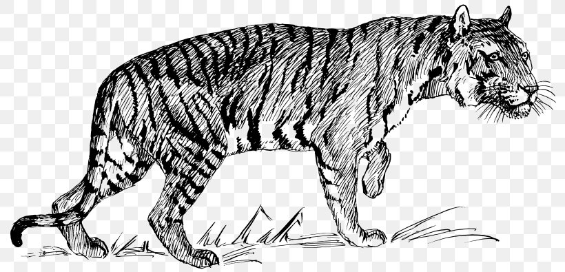 Felidae Wildcat White Tiger Bengal Tiger, PNG, 800x395px, Felidae, Animal, Animal Figure, Artwork, Bengal Tiger Download Free