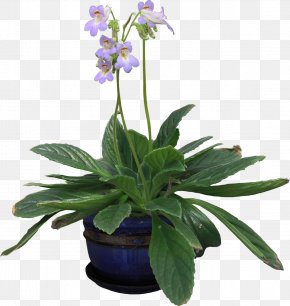Green Potted Plants - English Lavender Houseplant Vine Flowerpot PNG