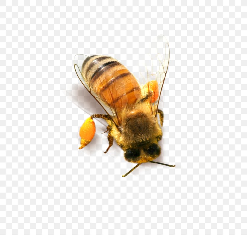Bee Honeycomb Clip Art, PNG, 800x781px, Bee, Arthropod, Fly, Honey, Honey Bee Download Free