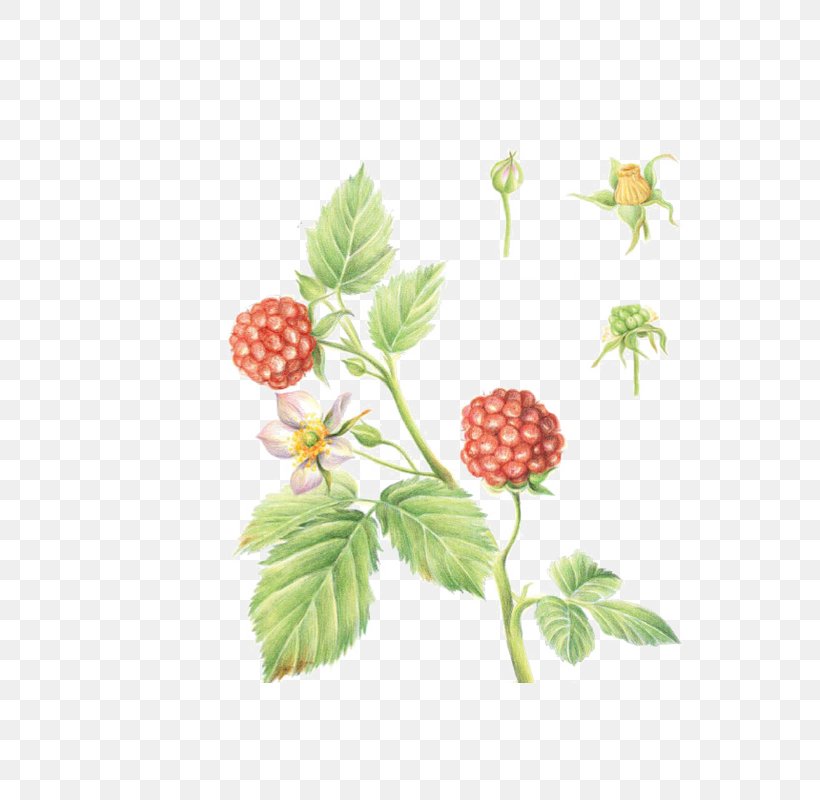 Frutti Di Bosco Raspberry Fruitcake, PNG, 700x800px, Raspberry, Branch, Flora, Floral Design, Flower Download Free