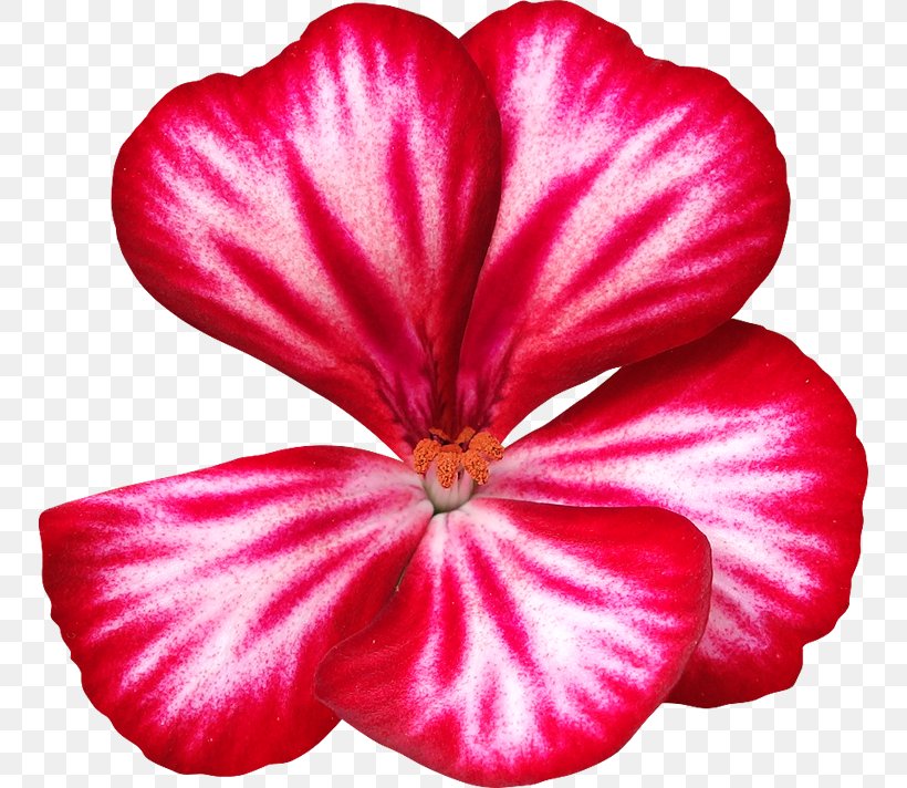 Hibiscus Flower Petal, PNG, 750x712px, 2018, Hibiscus, Annual Plant, Aspect Ratio, Clipping Path Download Free