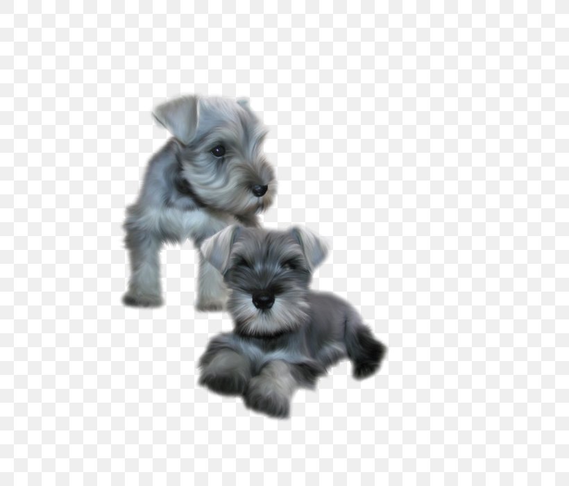 Miniature Schnauzer Post Cards Puppy Christmas Day, PNG, 700x700px, Miniature Schnauzer, Cardboard, Carnivoran, Christmas Card, Christmas Day Download Free