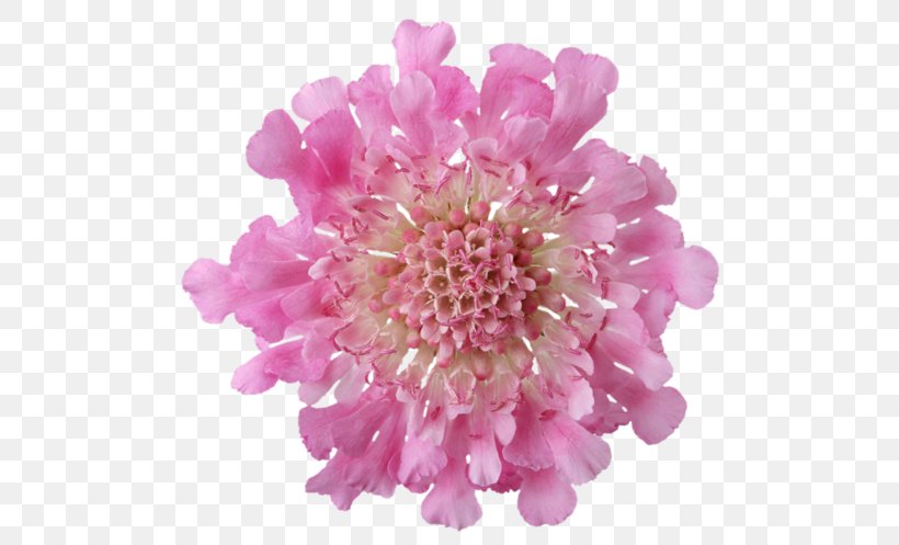 Clip Art Flower Still Life: Pink Roses, PNG, 700x497px, Flower, Artificial Flower, Aster, Chrysanths, Cut Flowers Download Free
