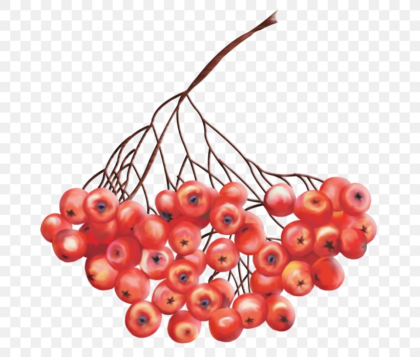 Rowan Clip Art Drawing Berries, PNG, 700x698px, Rowan, Autumn, Berries, Berry, Cherry Download Free