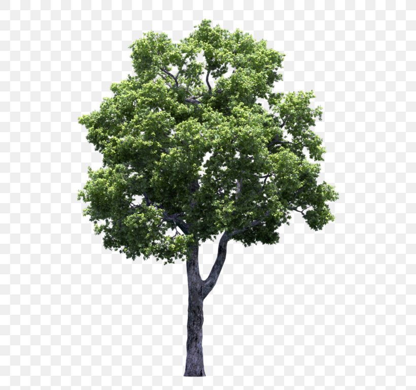 White Poplar Tree Shrub, PNG, 768x768px, White Poplar, Arecaceae, Branch, Cottonwood, Oak Download Free