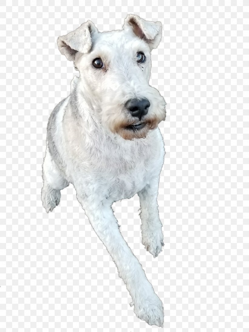Wire Hair Fox Terrier Lakeland Terrier Dog Breed La Grande Countryside Kennels, PNG, 1632x2176px, Wire Hair Fox Terrier, Breed, Carnivoran, Dog, Dog Breed Download Free
