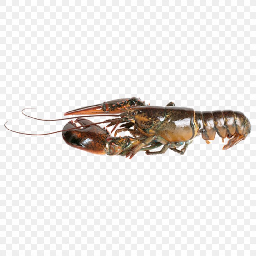 American Lobster Seafood Stock Photography Palinurus Elephas, PNG, 1000x1000px, American Lobster, Animal Source Foods, Arthropod, Astacidea, Blue Download Free