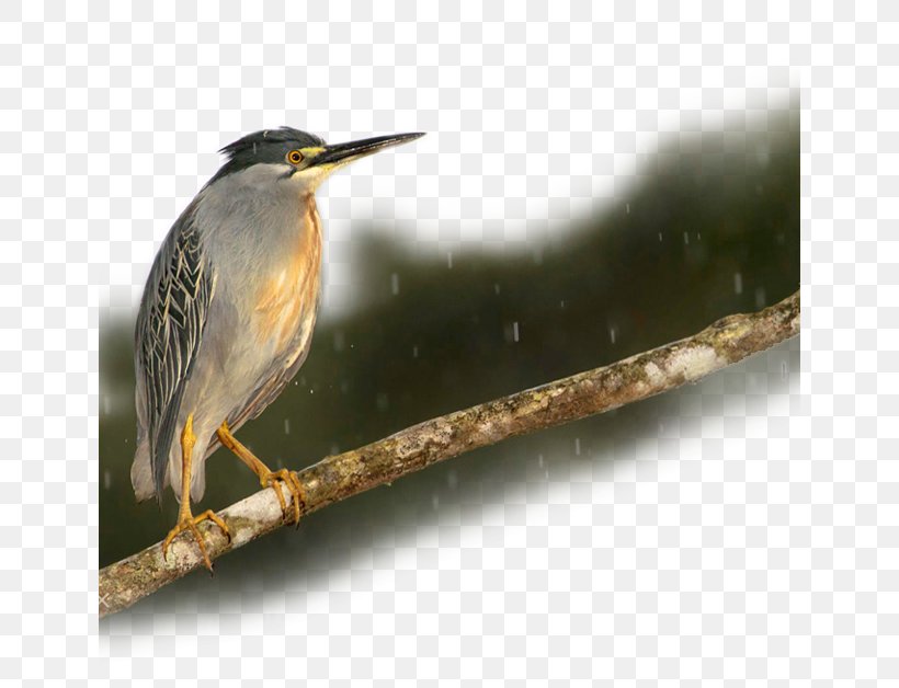 Guyu Bird Kingfisher, PNG, 640x628px, Bird, Beak, Fauna, Gratis, Green Heron Download Free