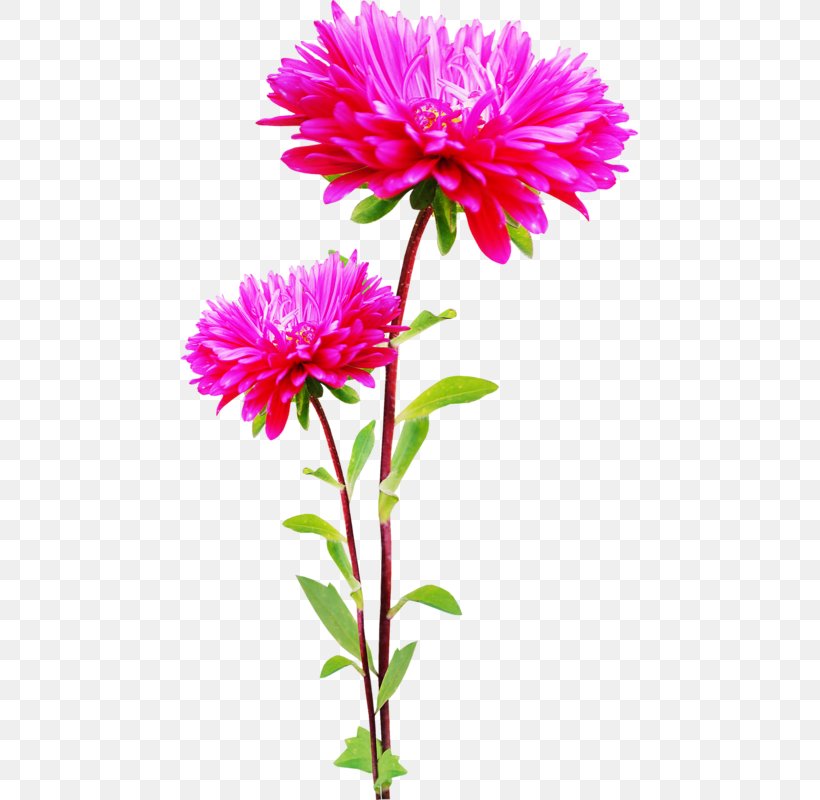 Clip Art Image Flower Illustration, PNG, 457x800px, Flower, Annual Plant, Aster, Chrysanths, Coneflower Download Free