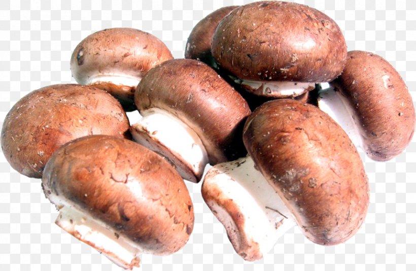 Common Mushroom Shiitake Edible Mushroom Food, PNG, 858x559px, Common Mushroom, Agaricaceae, Agaricomycetes, Agaricus, Berry Download Free