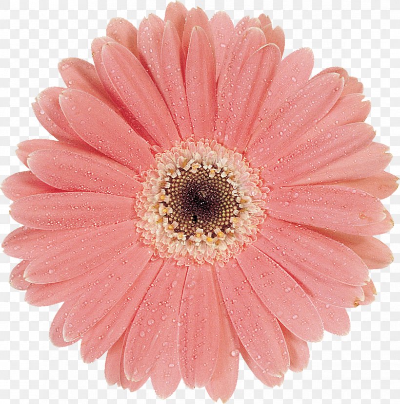 Cut Flowers Oxeye Daisy Daisy Family Chrysanthemum Argyranthemum Frutescens, PNG, 1185x1200px, Cut Flowers, Argyranthemum Frutescens, Asterales, Chrysanthemum, Chrysanths Download Free