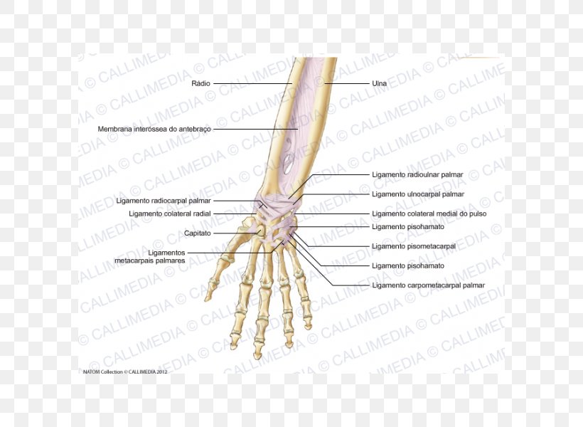Finger Ligament Forearm Anatomy Tendon, PNG, 600x600px, Watercolor, Cartoon, Flower, Frame, Heart Download Free