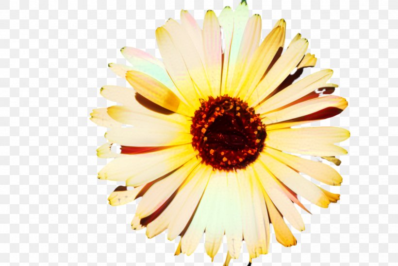 Flowers Background, PNG, 2444x1632px, Marigold, African Daisy, Annual Plant, Argyranthemum, Artificial Flower Download Free