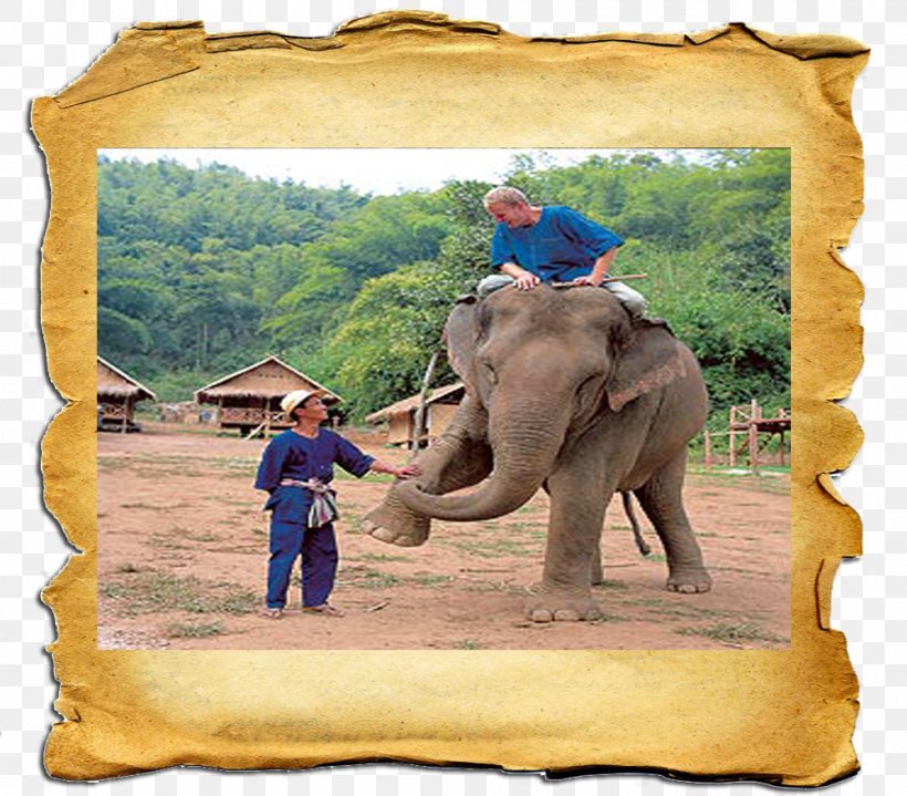 African Elephant Indian Elephant Wildlife Paper, PNG, 1000x878px, African Elephant, Animal, Asian Elephant, Elephant, Elephants And Mammoths Download Free
