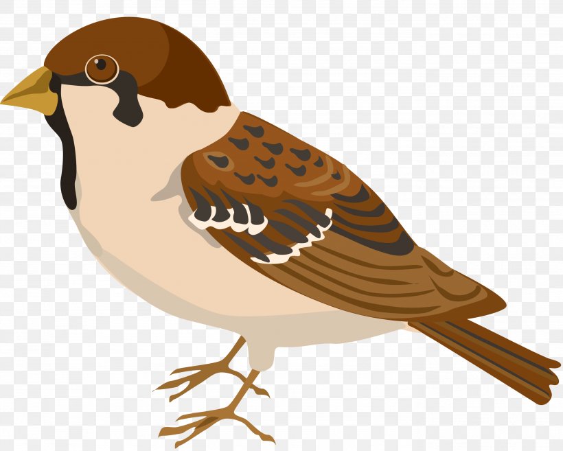 Bird Sparrow Buff-bellied Pipit Clip Art, PNG, 2768x2218px, Bird, Beak, Buff Bellied Pipit, Fauna, Feather Download Free
