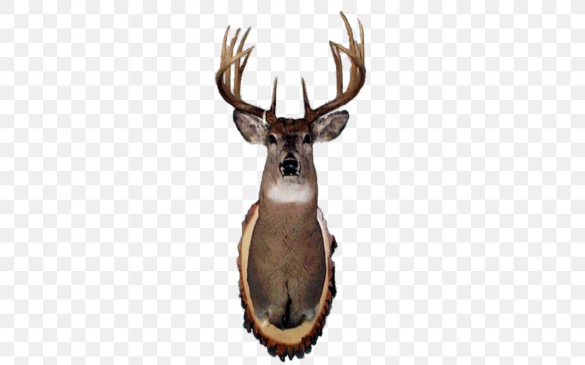 Elk Deer, PNG, 256x512px, Elk, Antler, Deer, Horn, Hunting Download Free