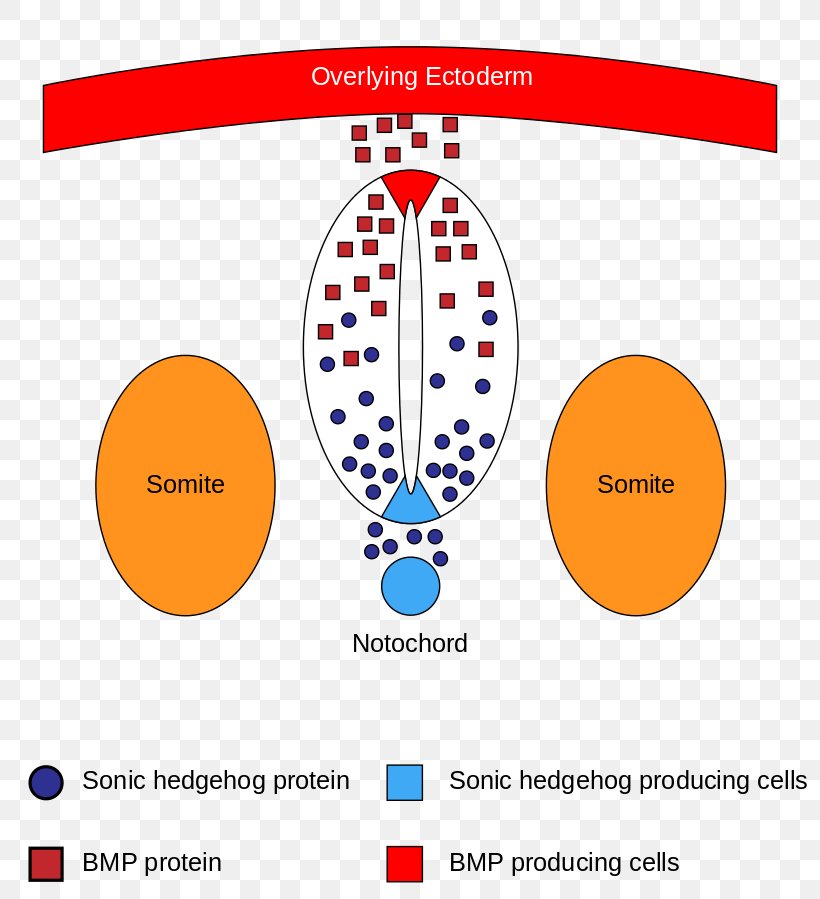 Neural Tube Neural Plate Bone Morphogenetic Protein Sonic Hedgehog Neuron, PNG, 810x899px, Neural Tube, Area, Bone Morphogenetic Protein, Brand, Cell Download Free