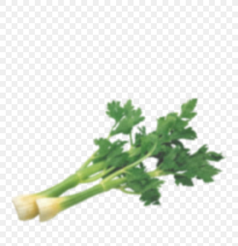 Parsley Food Nutrient Vegetable Coriander, PNG, 750x850px, Parsley, Betacarotene, Celery, Coriander, Dietary Fiber Download Free