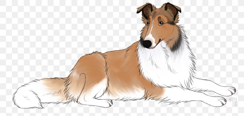 Rough Collie Shetland Sheepdog Dog Breed Smooth Collie Scotch Collie, PNG, 798x390px, Watercolor, Cartoon, Flower, Frame, Heart Download Free