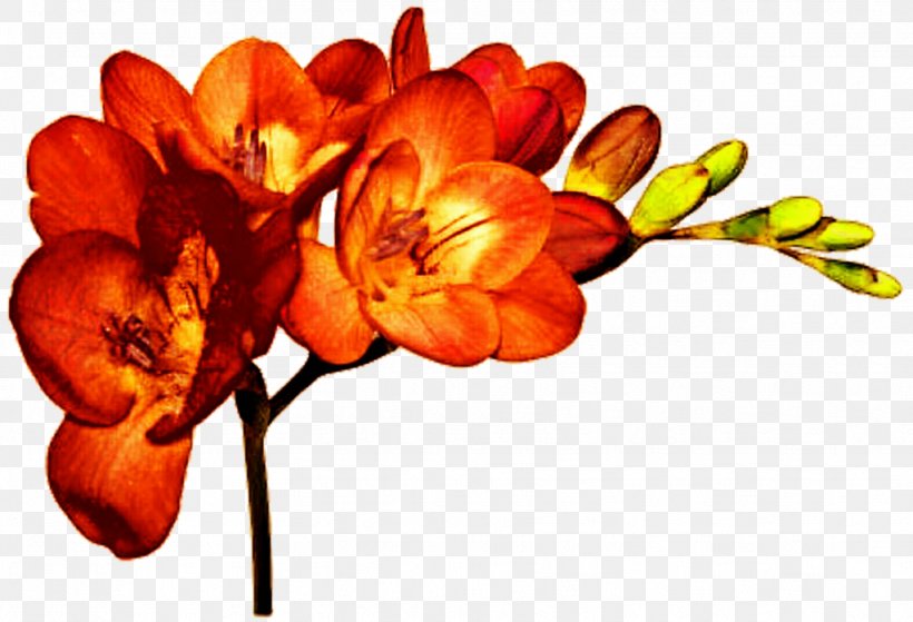 Cut Flowers Plant Freesia Alba Bulb, PNG, 1024x699px, Flower, Amaryllis Belladonna, Artificial Flower, Branch, Bulb Download Free