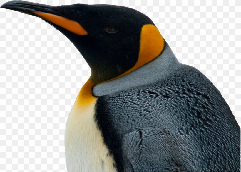 King Penguin Parque Pingüino Rey Colonia Department Number, PNG, 1000x718px, King Penguin, Americas, Beak, Bird, Chile Download Free