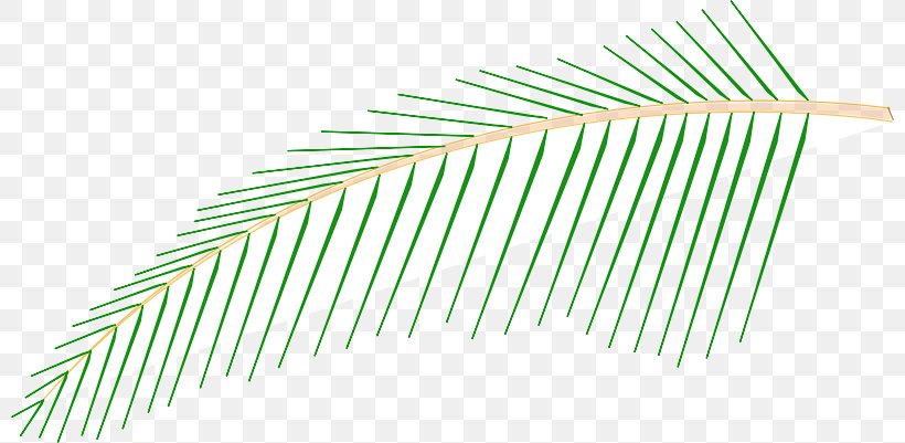 Palm Trees Coconut Clip Art Drawing, PNG, 800x401px, Palm Trees, Coconut, Drawing, Grass, Leaf Download Free